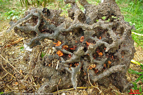 Vue d'ensemble d'un réseau de terriers rempli de résine durcie, nettoyé et déplacé sur les bords de la mangrove de Malamani (Mayotte)