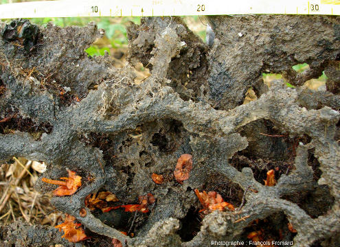 Détail d'un réseau de terriers rempli de résine durcie, nettoyé et déplacé sur les bords de la mangrove de Malamani (Mayotte)