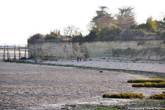 Zoom arrière sur la faille affectant le Crétacé supérieur (Cénomanien supérieur – Turonien basal) de la falaise de Port des barques (Charente Maritime), falaise bordée (à gauche) par l'estuaire de la Charente