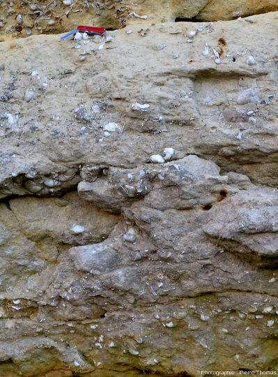 Zoom sur les niveaux de calcaires gréseux situés sous la lumachelle de la photo précédente