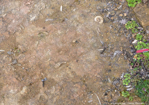 Vue sur le secteur voisin de l'ammonite claire visible sur les deux photos précédentes