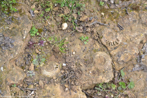 Secteur où 4 ammonites sont bien visibles, carrière dite des Hauts Coteaux, Sainte Verge (Deux-Sèvres)