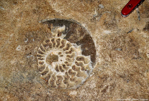 Détail de l'ammonite présente au milieu de l'allée centrale de l'église Saint Laon de Thouars