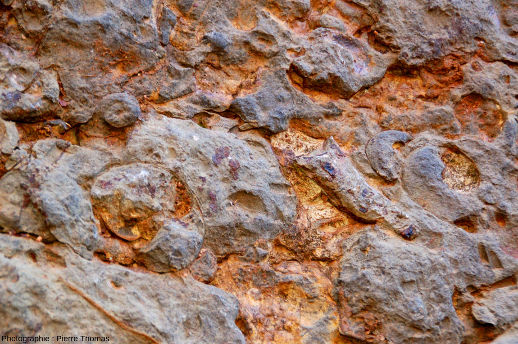 Zoom sur le mur à goniatites, carrière de Coumiac, Cessenon-sur-Orb (Hérault)