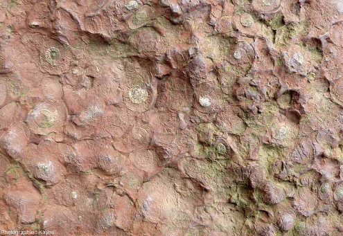 Goniatites parfaitement reconnaissables situées quelques cm “en arrière” de la surface du mur à goniatites, carrière de Coumiac, Cessenon-sur-Orb (Hérault)