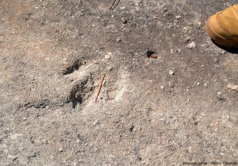 Empreinte de Coelophysis sp., petit dinosaure tridactyle du Trias supérieur, empreinte imprimée dans les grès arkosiques grossiers appartenant à la “formation d'Ucel”, bord de la route départementale D218, Ucel (près d'Aubenas), Ardèche