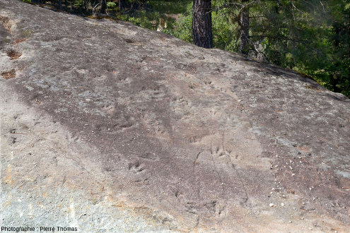 Vue d'un secteur de la dalle de grès arkosique d'Ucel montrant plus d'une vingtaine de traces de dinosaures (Coelophysis sp.)