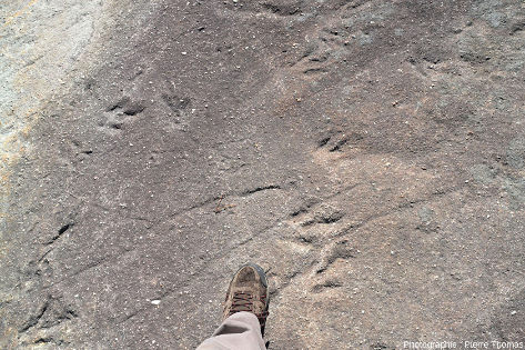 Détails de traces de dinosaures visibles sur la figure ci-dessus, Ucel (Ardèche)