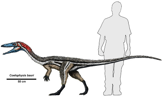 Ceolophysis bauri, une espèce de petit dinosaure du genre Coelophysis