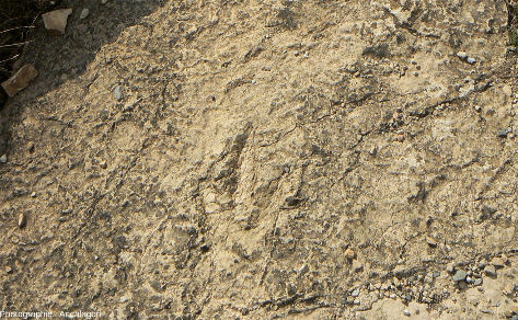 Détail d'une dalle à empreintes de Grallator minusculus au-dessus du village de Saint-Laurent-de-Trèves (Lozère)