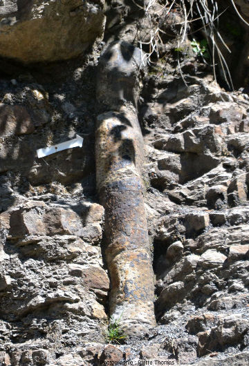 Autre sigillaire fossile situé à 4 m à l'Est du tronc précédent sur la même paroi, la forêt fossile, Champclauson, commune de la Grand'Combe (Gard)