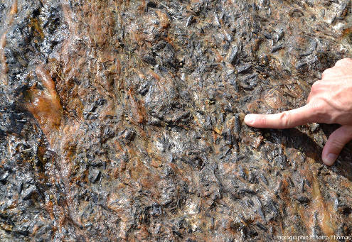 Baguette de staurotide sur la surface d'un rocher de micaschiste, plage du Rayol, commune du Rayol-Canadel-sur-Mer, Var