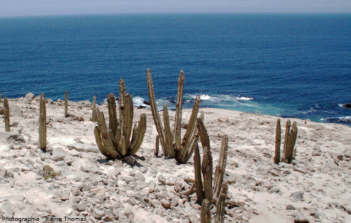 Cactus, seule plante arrivant à pousser sur cette côte aride péruvienne
