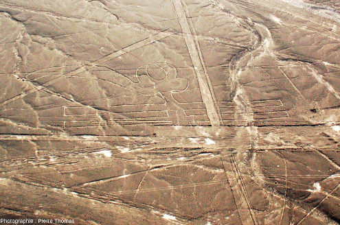 Le « perroquet », vue rapprochée, géoglyphe du plateau de Nazca, Pérou