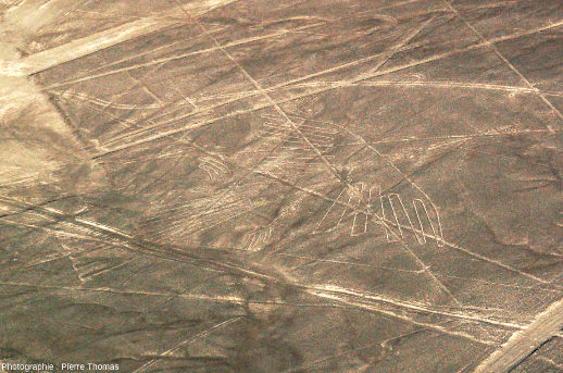 Le « condor », vue rapprochée, géoglyphe du plateau de Nazca, Pérou