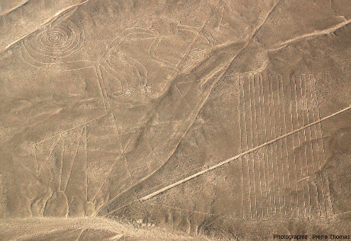 Le « singe », vue générale, plateau de Nazca, Pérou