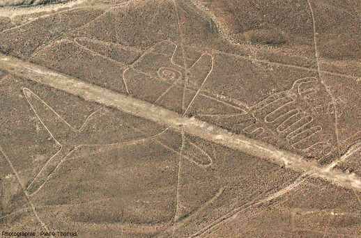 La « baleine », vue rapprochée, géoglyphe du plateau de Nazca, Pérou
