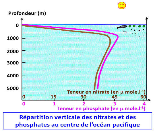Variation de la teneur en phosphate et en nitrate dans les eaux du centre de l'océan Pacifique (entre les latitudes 10° et 50°) en fonction de la profondeur