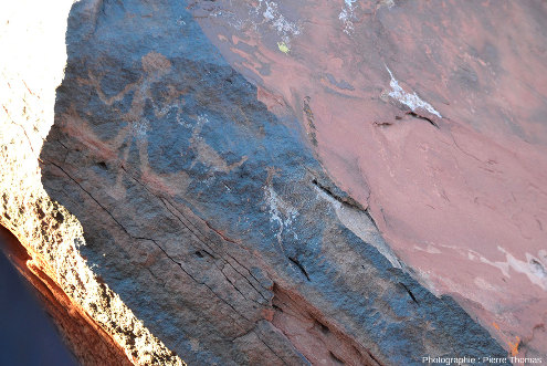 Autre pétroglyphe du Parc national de Talampaya, province de La Rioja, Argentine