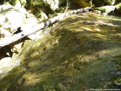 Gours avec végétation et microorganismes sur les bordures, sources de l'Huveaune, massif de la Sainte Beaume