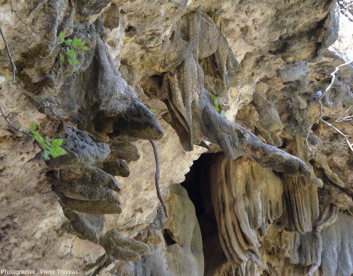 Stalactites penchées croissant en direction de la lumière au plafond d'un abri sous roche s'ouvrant à la base d'une paroi de la vallée du Wadi Darbat (province du Dhofar, Oman)