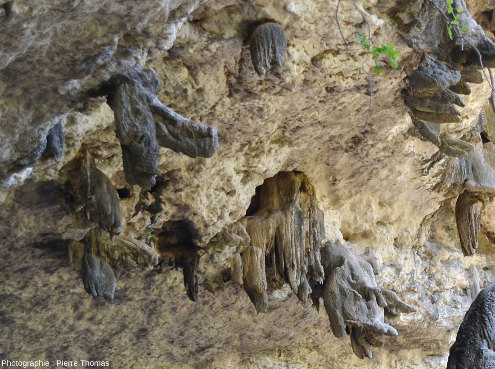 Autre vue de stalactites penchées, vallée du Wadi Darbat (Oman)
