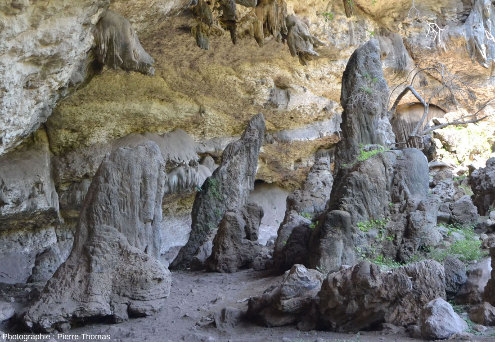 Grosses stalagmites, elles aussi (très légèrement) penchées vers la lumière, comme les stalactites de cet abri sous roche, vallée du Wadi Darbat (Oman)