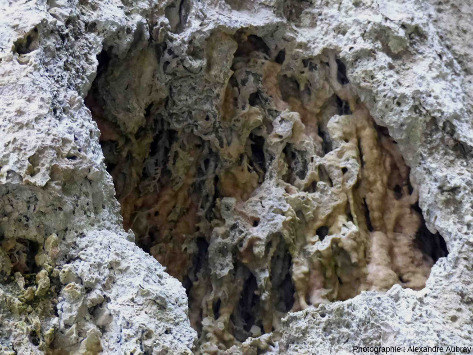 Détail de la structure interne de la masse de travertin, avec sa nature caverneuse assez caractéristique