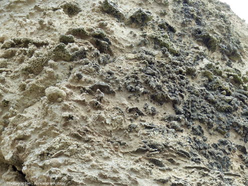 Calcaire à spongiaires