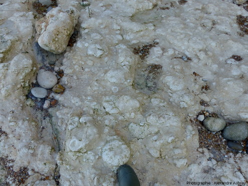 Calcaire à spongiaires