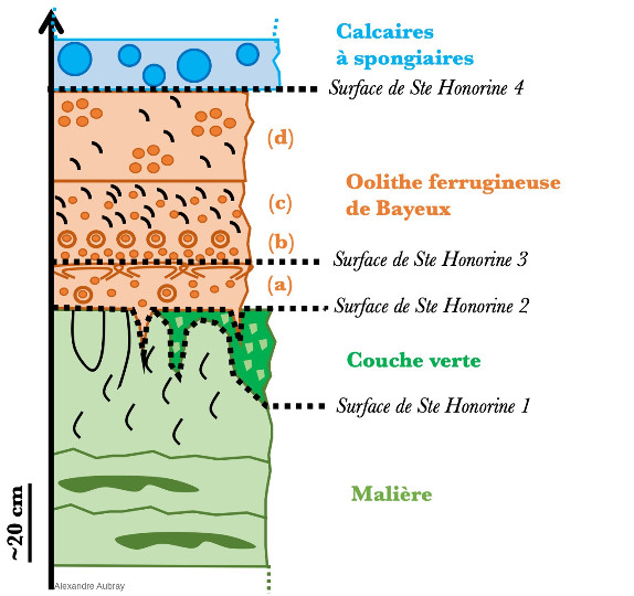Log stratigraphique synthétique de la falaise de Sainte-Honorine-des-Pertes