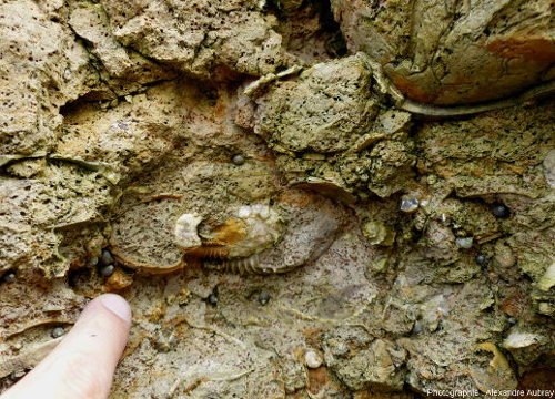 Ammonite de la formation de l'Oolithe ferrugineuse de Bayeux