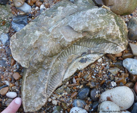 Moulages externes d'ammonite sur le platier rocheux