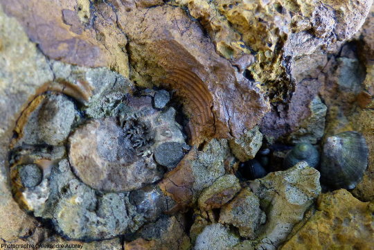 Ammonite visible dans la formation de l'Oolithe ferrugineuse