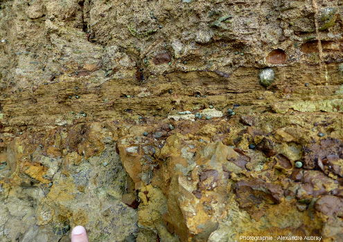 Niveau de stromatolithes ferrugineux séparant deux niveau d'oncolithes ferrugineuses de la formation de l'Oolithe ferrugineuse de Bayeux