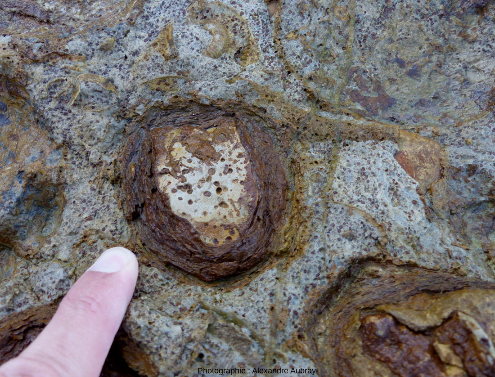 Détail d'une oncolithe montrant la croissance sur une fragment de calcaire oolithique