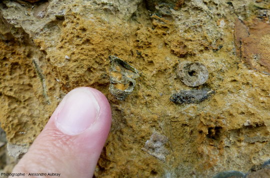 Gastéropode de l'Oolithe ferrugineuse de Bayeux vu en coupe