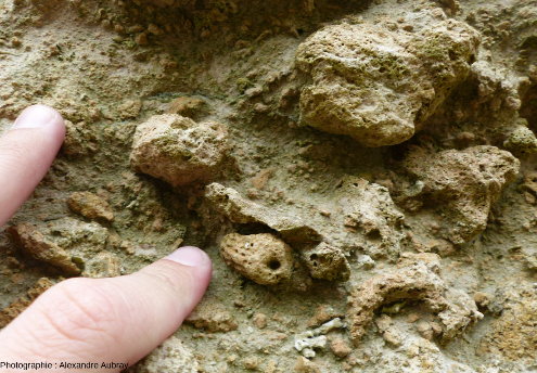 Spicule d'oursin dans le Calcaire à spongiaires