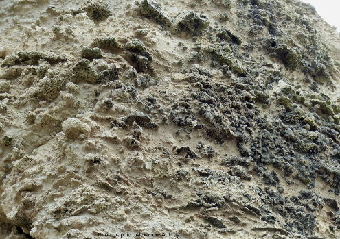 Calcaire à spongiaires sur la falaise