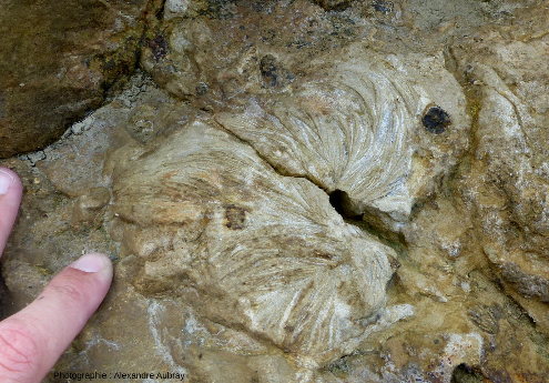 Fossile de Zoophycos