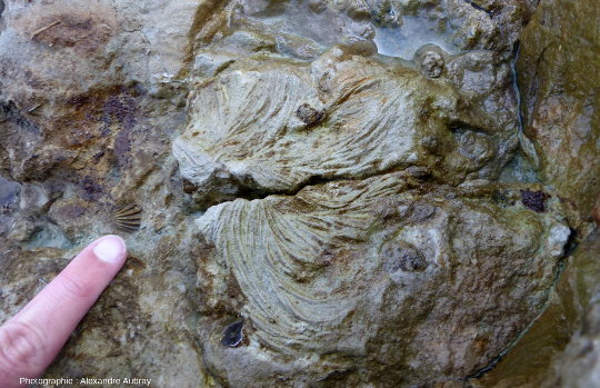 Fossile de Zoophycos