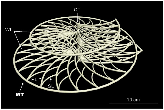 Reconstitution en 3D d'un Zoophycos mésozoïque