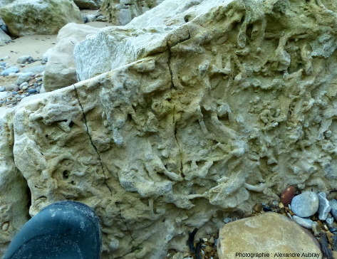 Fossiles de Thalassinoïdes dans les calcaires du Bessin