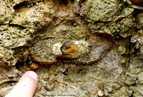 Ammonite de la formation de l'Oolithe ferrugineuse de Bayeux