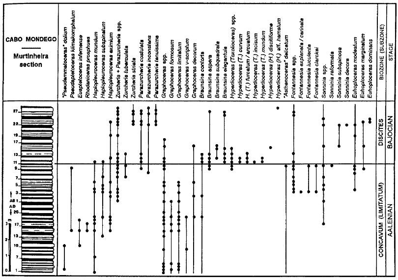 Divisions biostratigraphiques de la limite inférieure du Bajocien présentant les différentes espèces d'ammonites