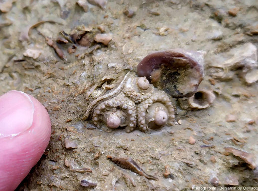 Fragment de la coque d'un oursin (sans doute Cidaris pulchella) dont les piquants ont disparu