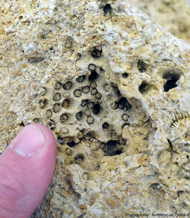 Bloc de calcaire corallien où l'association diagenèse/recristallisation/érosion-dissolution actuelle révèle la structure interne du corail kimméridgien