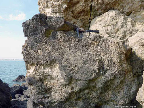 Masse éboulée de calcaire corallien de la Pointe du Chay