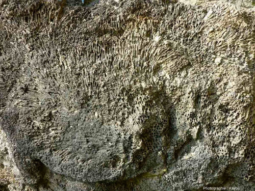 Zoom sur une masse éboulée de calcaire corallien de la Pointe du Chay