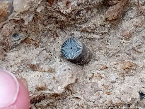 Article de crinoïde (probablement Millericrinus sp.) vu “de face” dans un calcaire bioclastique de la Pointe du Chay (Charente-Maritime)